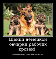 Давно ищете друга? Тогда вам точно к нам. - Изображение 2