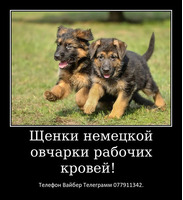 Давно ищете друга? Тогда вам точно к нам. - Изображение 4