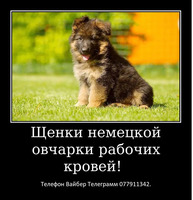 Давно ищете друга? Тогда вам точно к нам. - Изображение 5