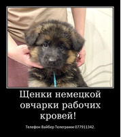 Давно ищете друга? Тогда вам точно к нам. - Изображение 9