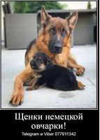 Наши немчурашки уже готовы перейти в ваш дом - Изображение 2