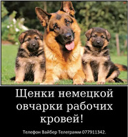 Наши немчурашки уже готовы перейти в ваш дом - Изображение 3