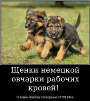 Наши немчурашки уже готовы перейти в ваш дом - Изображение 4