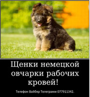 Наши немчурашки уже готовы перейти в ваш дом - Изображение 5