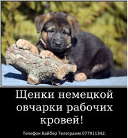 Наши немчурашки уже готовы перейти в ваш дом - Изображение 6