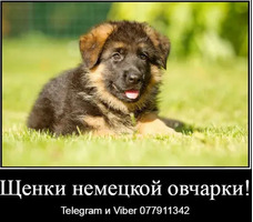 Наши немчурашки уже готовы перейти в ваш дом - Изображение 7