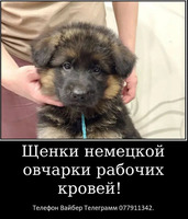 Наши немчурашки уже готовы перейти в ваш дом - Изображение 9
