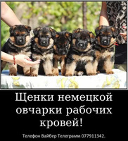 Наши немчурашки уже готовы перейти в ваш дом - Изображение 10