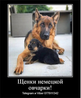 За скромную застенчивую цену