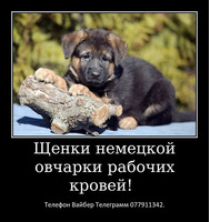 За скромную застенчивую цену - Изображение 9